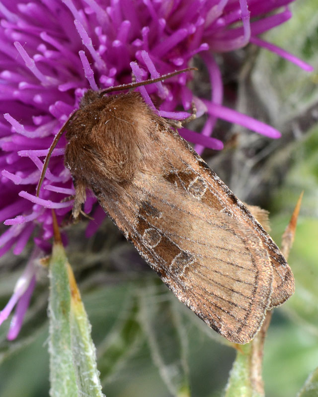 Noctuidae da identificare